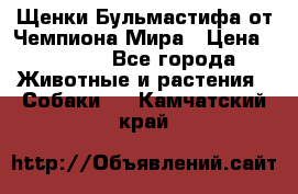 Щенки Бульмастифа от Чемпиона Мира › Цена ­ 1 000 - Все города Животные и растения » Собаки   . Камчатский край